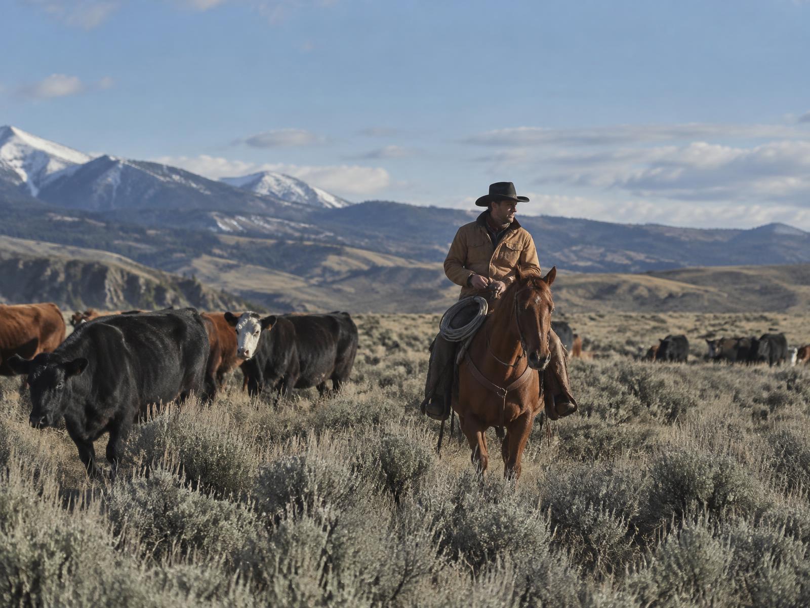 Working cowboy horseback among cattle on open range